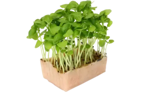 Basil Cress Duo TOPSEAL